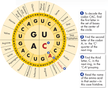 An illustration of a circular table showing the amino acid to which each of the 64 codons corresponds.