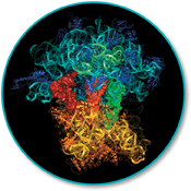 An image showing molecular model of a ribosome. This model shows ribosomal RNA and associated proteins as colored ribbons. The large subunit is blue, green, and purple. The small subunit is shown in yellow and orange. The three solid elements in the center are tRNA molecules.
