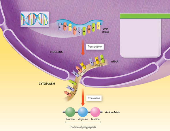 An illustration depicting visual summary of 'Gene Expression'.
