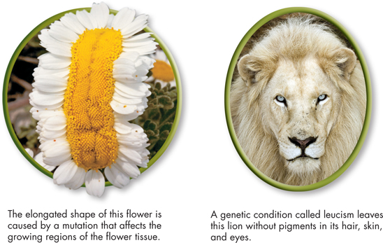 A flower and a albino lion.