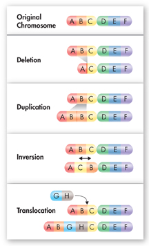 An illustration showing four types of mutations causing change in whole chromosomes. The types of mutation demonstrated are Original Chromosome, Deletion, Duplication, Inversion and Translocation.