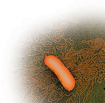 E. coli bacterium which has been treated with an enzyme enabling its DNA to spill out.