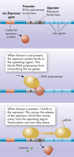 An illustration showing gene expression in prokaryotes.