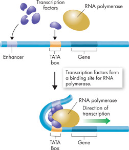 An illustration showing TATA box, a region in many eukaryotic genes that helps position RNA polymerase.