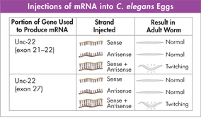 A table titled 'Injections of mRNA into C. elegans Eggs'