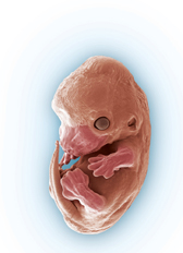 A mouse embryo.