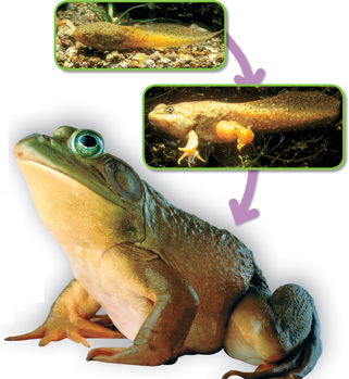 A tadpole, bullfrog and an adult bullfrog.