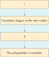 A flowchart showing protein synthesis.