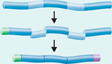 Illustration demonstrating how Introns and Exons of DNA are edited to form mRNA.