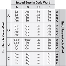 A table shows information regarding First Base, Second Base, and Third Base in Code Word.  