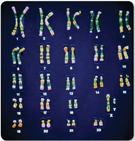 The 23 pairs of chromosomes present in a human cell, in order of decreasing size.