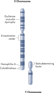 A diagram of an X chromosome labeled with the areas that carry genes for Duchenne muscular dystrophy, X-inactivation center, Hemophilia A, and Colorblindness and a diagram of a Y chromosome labeled for the Testis-determining factor.