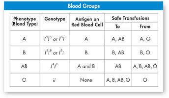 A table titled as 'Blood Groups'  shows the relationship between genotype, phenotype and blood groups, and the nature of safe transfusions.