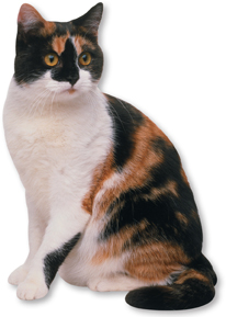 A calico cat.