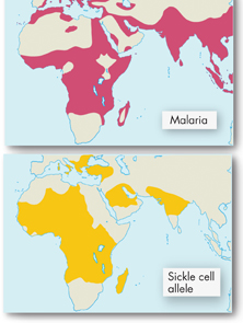 Two maps showing the parts of the world affected by malaria and the presence of the sickle cell allele.