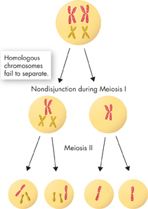 A diagram showing the failure of homologous chromosomes to separate during Meiosis I which results in producing gametes with an abnormal number of chromosomes during Meiosis II.