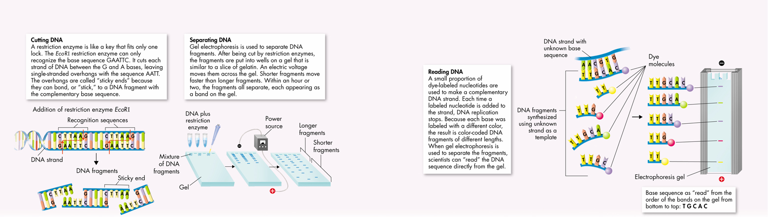 Diagram illustrates the process of cutting DNA, separating DNA and reading DNA.