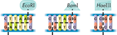 Diagram shows three DNA structures, which are cut (indicated by dotted lines) by three restriction enzymes: EcoRI, BamI, and HaeIII. The first two enzymes cut DNA in shape of a step and the last one cuts DNA vertically.