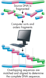 An illustration showing the process of shotgun sequencing of DNA. It rapidly sorts DNA fragments by overlapping base sequences.