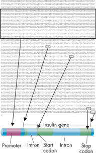 An illustration showing the process of locating a gene.