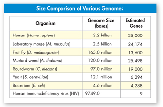 A data table with heading 'Size Comparison of Various Genome.'