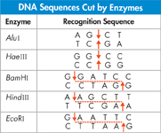 Table titled 'DNA Sequences Cut by Enzymes' shows the data of 'Enzyme' and 'Recognition Sequence'.