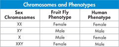Table titled 'Chromosomes and Phenotypes.'