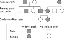 A pedigree chart showing the incidence of widow's peak through three generations of a family.