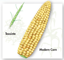 A teosinte and a cob of modern corn. In the background are the images of their plants.
