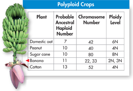 A bunch of bananas, and a table titled 'Polyploid Crops.'