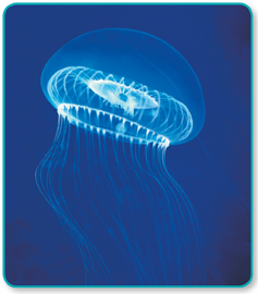 A jellyfish emits a bluish glow.