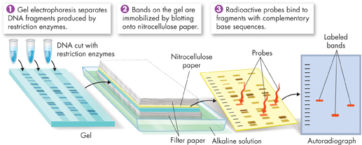 An illustration of a Southern Blotting method shows a Gel having DNA cut with restricted enzymes, Filter paper, Nitrocellulose paper, Alkaline solution, Probes, and Autoradiograph having labeled bands.