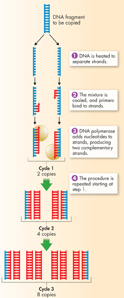 Illustration of the Polymerase Chain Reaction method of making multiple copies of a gene.