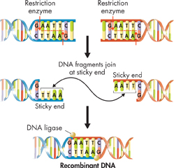 The illustration shows restriction enzymes cut DNA at specific sequences to produce 'sticky ends.' Two DNA fragments join together at their sticky ends in the presence of enzyme DNA ligase to form recombinant DNA.