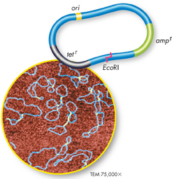 A Plasmid map and genetic markers.