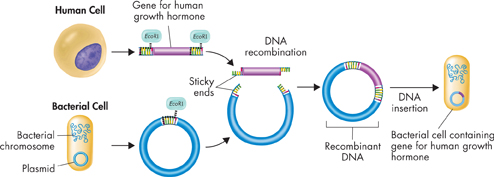 An Illustration showing how bacteria can be transformed using recombinant plasmids.