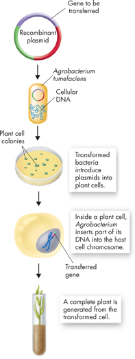 An Illustration showing transformation of a plant cell using Agrobacterium.