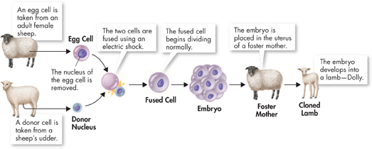 An Illustration showing how animals are cloned. 