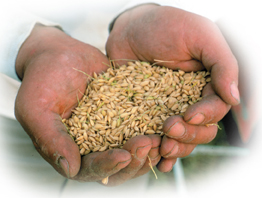 A person holds grains of rice between the palms.