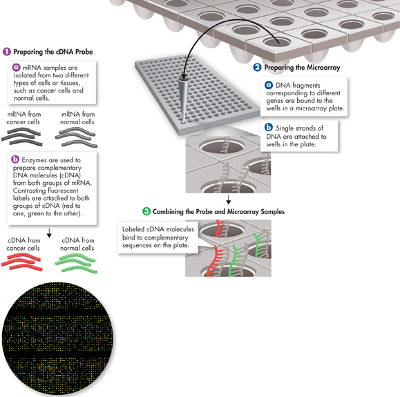  An illustration showing how a DNA microarray can be used to study genetic activity.