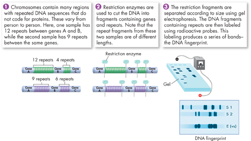 An illustration for identifying individual's identity by DNA finger printing.