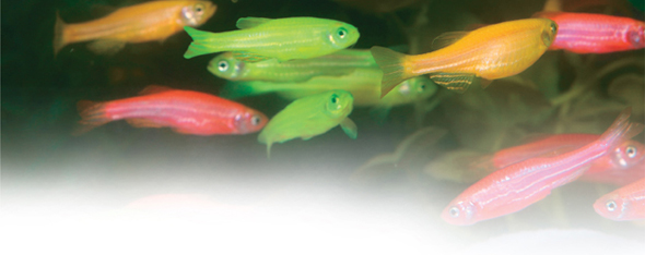 Fluorescent zebra fishes swim in water.