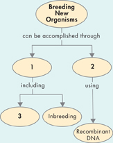 The outline of a concept map on breeding new organisms.