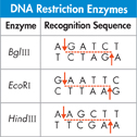 Table titled 'DNA Restriction Enzymes' shows the information of 'Enzymes' and 'Recognition Sequence'.