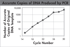 A line graph captioned 'Accurate Copies of DNA Produced by PCR'.