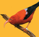 A honeycreeper bird sits on a branch.