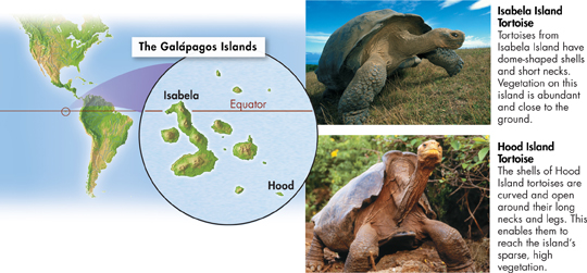 An area of the map zoomed to show the Galapagos Islands named Isabela and Hood, and photographs of tortoises from Isabela Island and Hood Island.