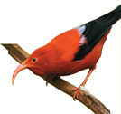 A honeycreeper sits on a branch.