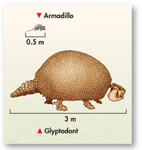 A diagram showing the length of an Armadillo and a Glyptodont. The length of the Armadillo is 0.5 meters while that of the Glyptodont is 3 meters. 