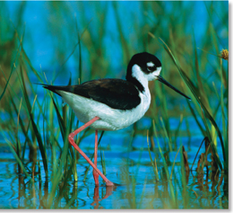 A black winged stilt bird with long legs walking on still water.